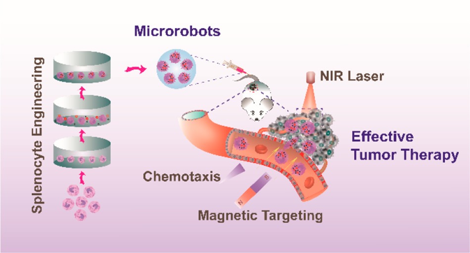 mikroboti-nabizeji-nove-moznosti-lecby-rakoviny-a-hojeni-ran-2